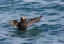 Picture of ALASKA, GLACIER BAY NP TUFTED PUFFIN IN WATER