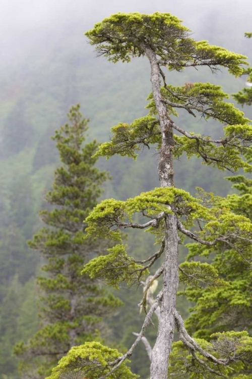 Picture of ALASKA, GLACIER BAY NP SCENIC OF HEMLOCK TREE