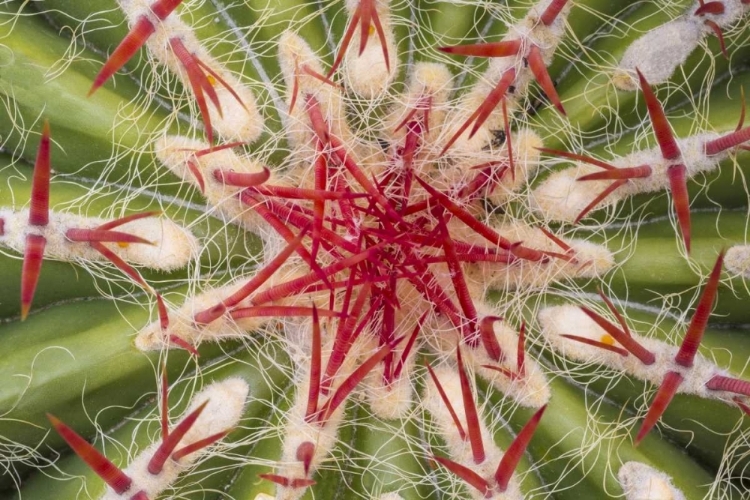 Picture of ARIZONA, TUCSON CLOSE-UP OF CACTUS AND THORNS