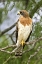 Picture of TX, EDINBURGH SWAINSONS HAWK ON TREE LIMB