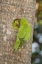 Picture of TX, MCALLEN GREEN PARAKEETS AT CAVITY NEST