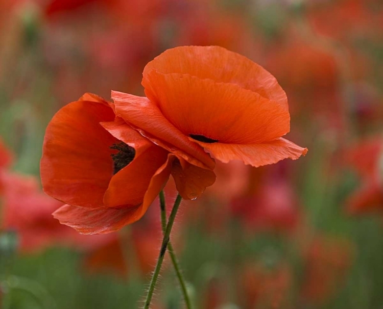 Picture of USA, NORTH CAROLINA CLOSE-UP OF POPPY