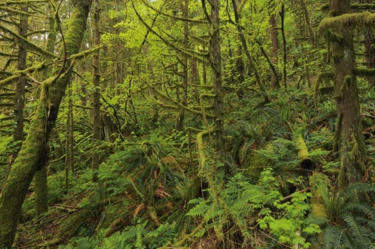 Picture of CANADA, BC, GOLDEN EARS PP COASTAL RAIN FOREST