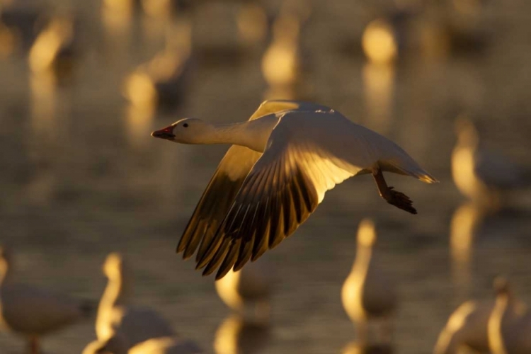 Picture of NEW MEXICO SNOW GOOSE IN FLIGHT