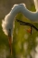 Picture of FLORIDA PROFILE OF GREAT EGRET