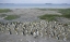 Picture of SOUTH GEORGIA ISLAND KING PENGUIN COLONY