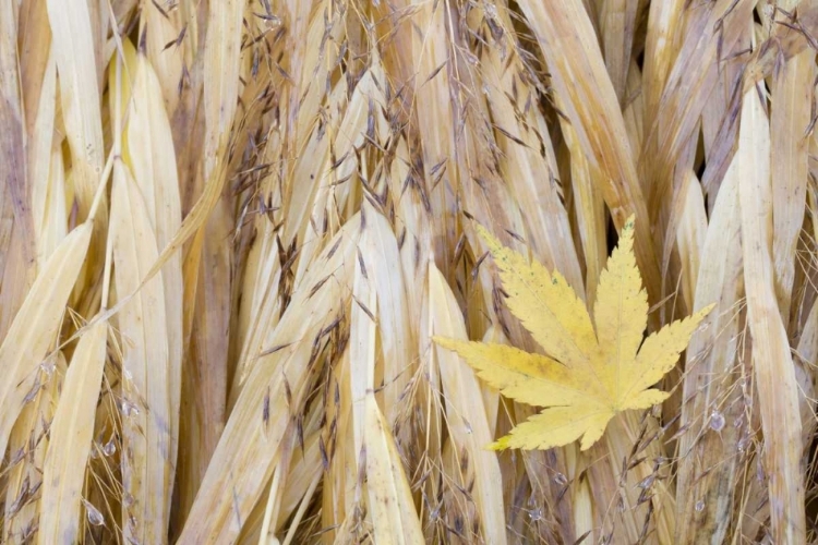 Picture of WA, SEABECK MAPLE LEAF ON JAPANESE FOREST GRASS