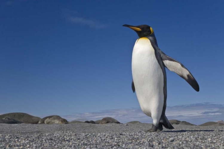 Picture of SOUTH GEORGIA ISL, ST ANDREWS BAY KING PENGUIN