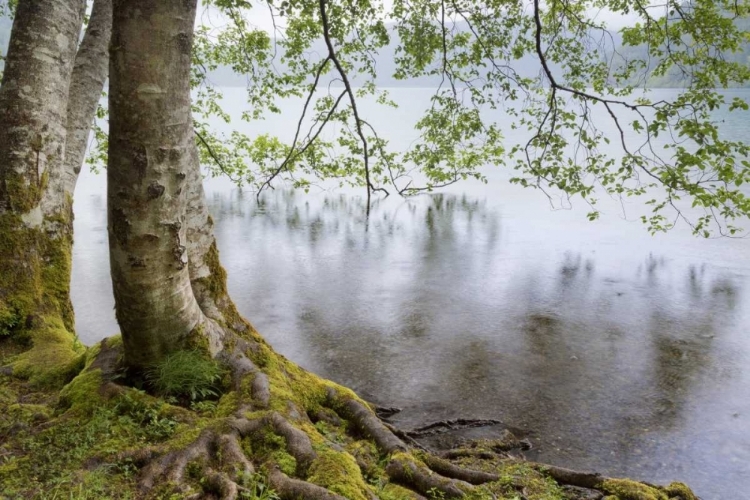 Picture of WA, OLYMPIC NP ALDERS OVERHANGING LAKE CRESCENT