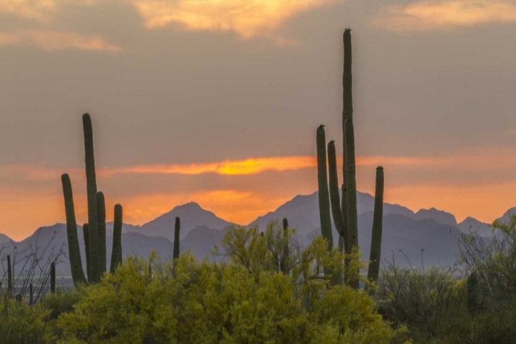 Picture of ARIZONA, SAGUARO NP SUNSET ON DESERT LANDSCAPE