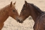 Picture of NAMIBIA, GARUB FERAL HORSE HERD TOUCH NOSES