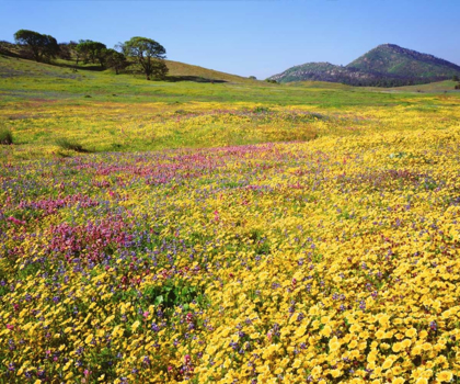 Picture of CALIFORNIA, CUYAMACA RANCHO SP FLOWER LANDSCAPE