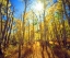 Picture of CALIFORNIA, SIERRA NEVADA, FALL COLORS OF ASPENS