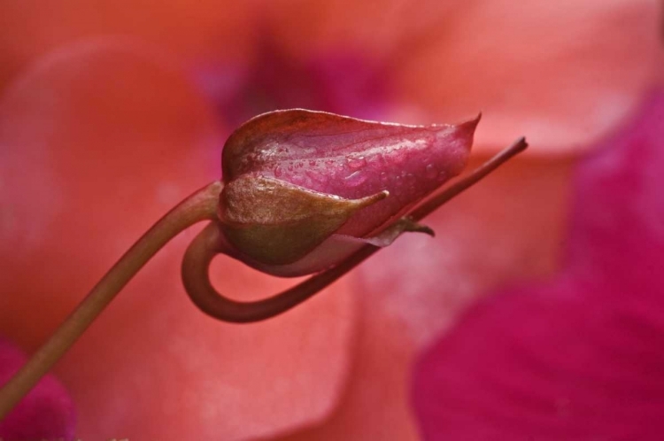 Picture of USA, OREGON CLOSE-UP OF OSE BUD WITH DEW