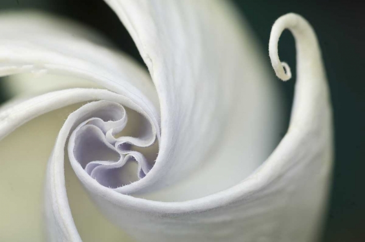 Picture of USA, PENNSYLVANIA DATURA FLOWER CLOSE-UP