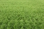 Picture of JAPAN, NARA, HEGURI-CHO FIELD OF GROWING RICE