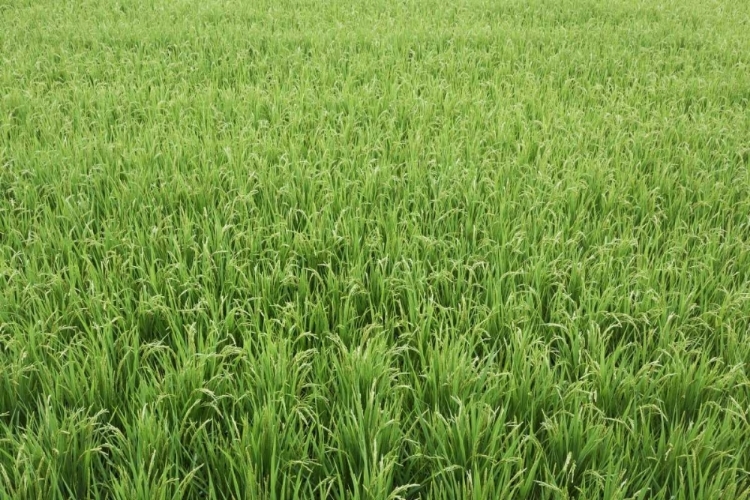 Picture of JAPAN, NARA, HEGURI-CHO FIELD OF GROWING RICE