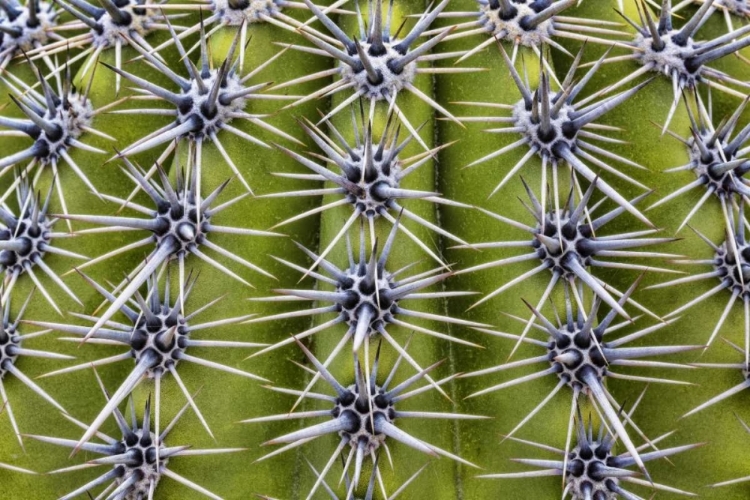 Picture of USA, ARIZONA, TUCSON CLOSE-UP OF A BARREL CACTUS