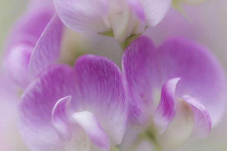 Picture of WASHINGTON, SEABECK DETAIL OF SWEET PEA BLOSSOMS