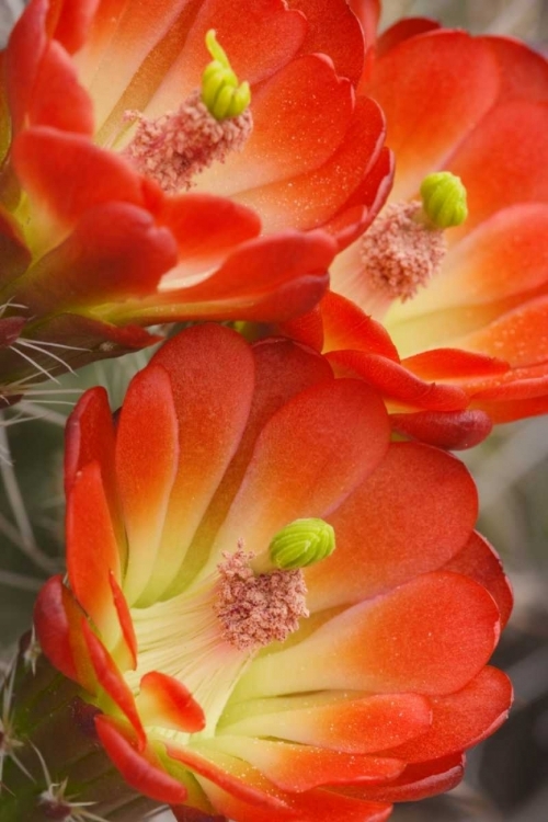 Picture of UTAH, CANYONLANDS NP DETAIL OF CLARET CUP CACTUS