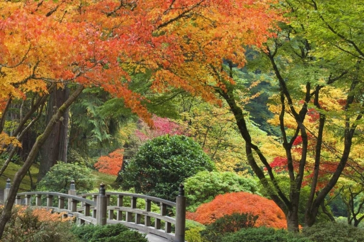 Picture of OREGON, PORTLAND BRIDGE AND MAPLE TREE IN AUTUMN