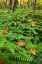 Picture of MICHIGAN FALLEN LEAVES ON FERNS IN FOREST