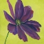 Picture of PURPLE BLOOMING IV