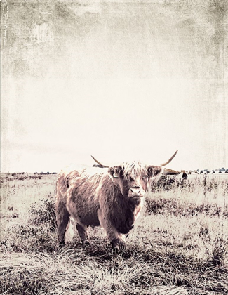 Picture of VINTAGE HIGHLAND CATTLE