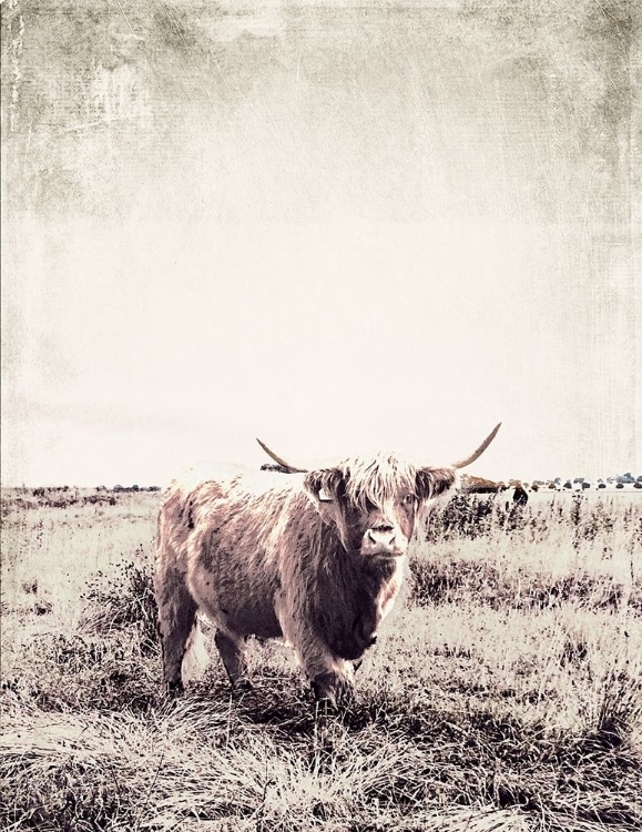 Picture of VINTAGE HIGHLAND CATTLE