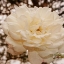 Picture of VINTAGE ROSE I