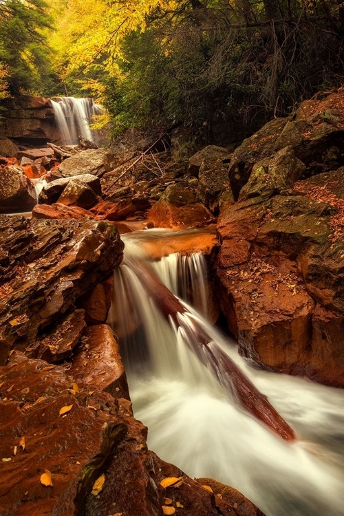 Picture of NATURES PATH