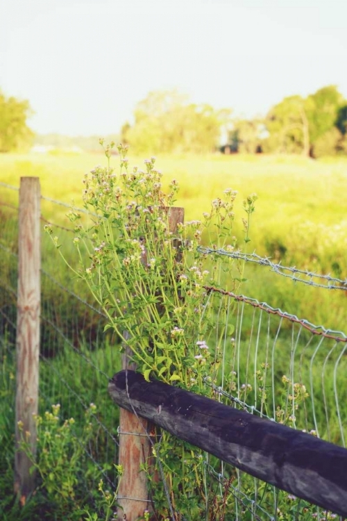 Picture of FLOWERS ON THE FENCE II