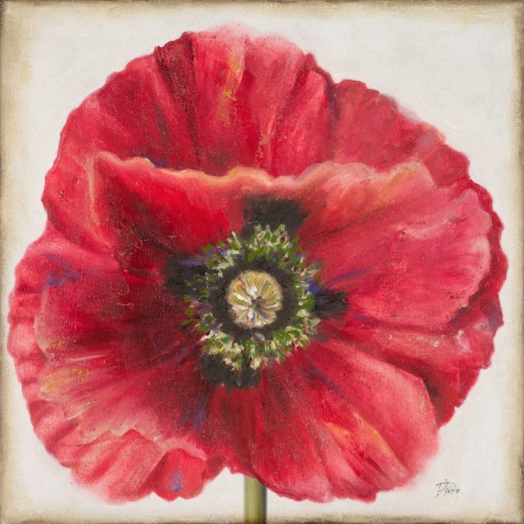 Picture of RED POPPY