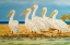 Picture of COASTAL FLOCK I