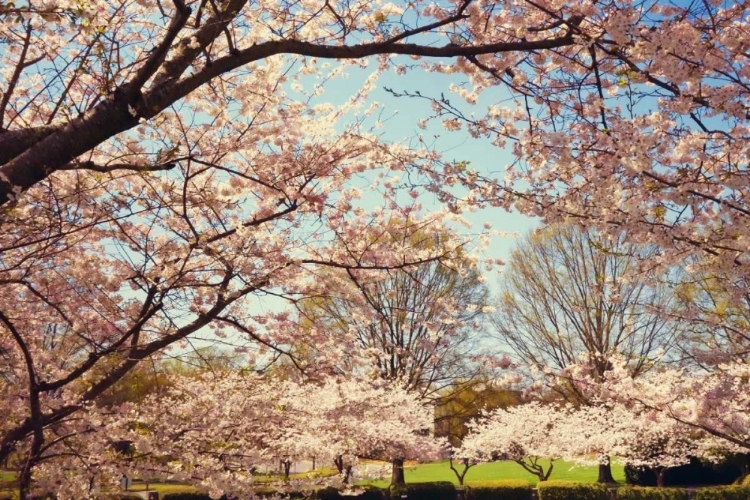 Picture of BLOSSOM BEAUTY I