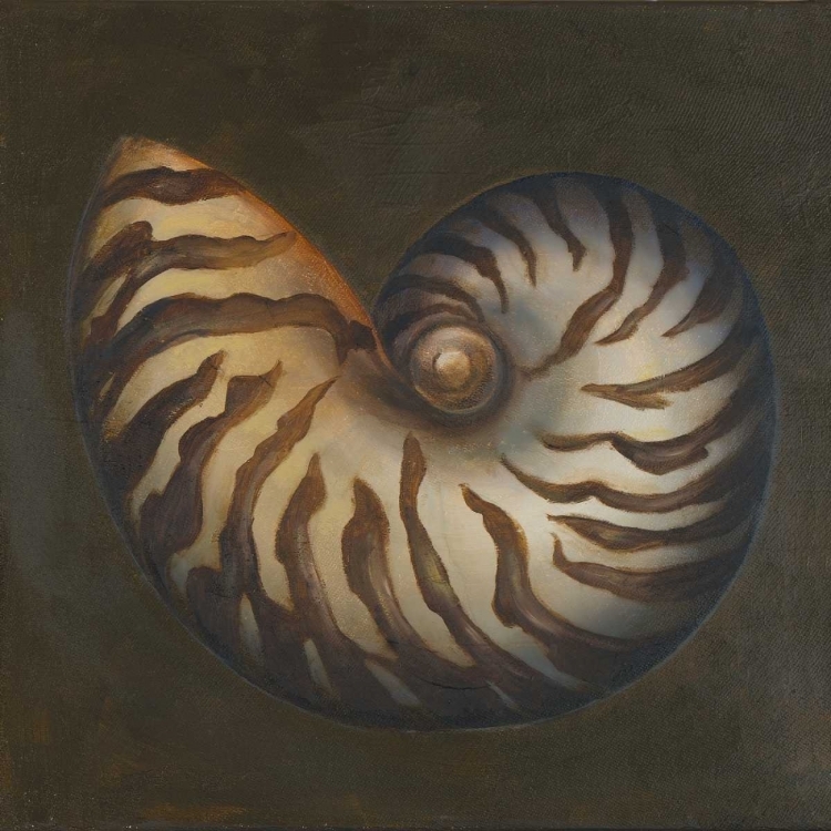 Picture of SEASHELL II