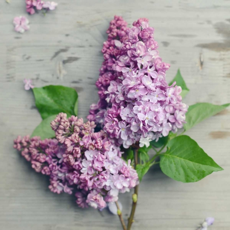 Picture of FRESH LAVENDER BLOOMS