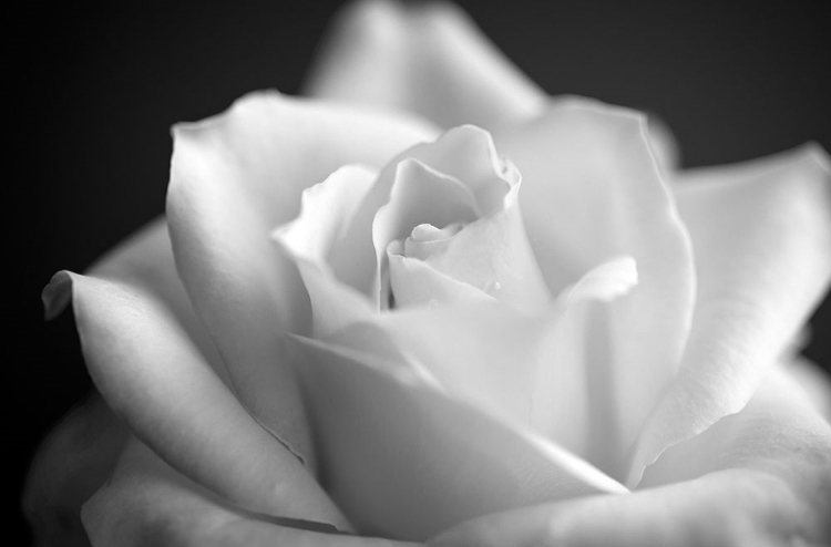 Picture of BLOOMING WHITE ROSE