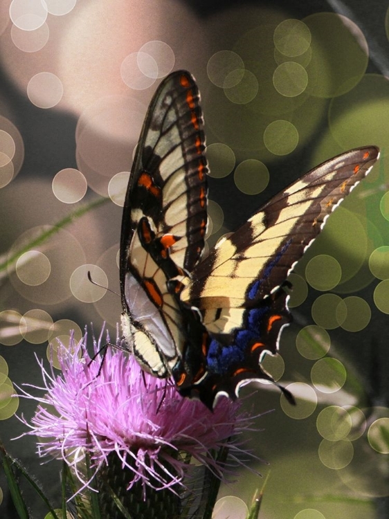 Picture of BUTTERFLY BOKEH II