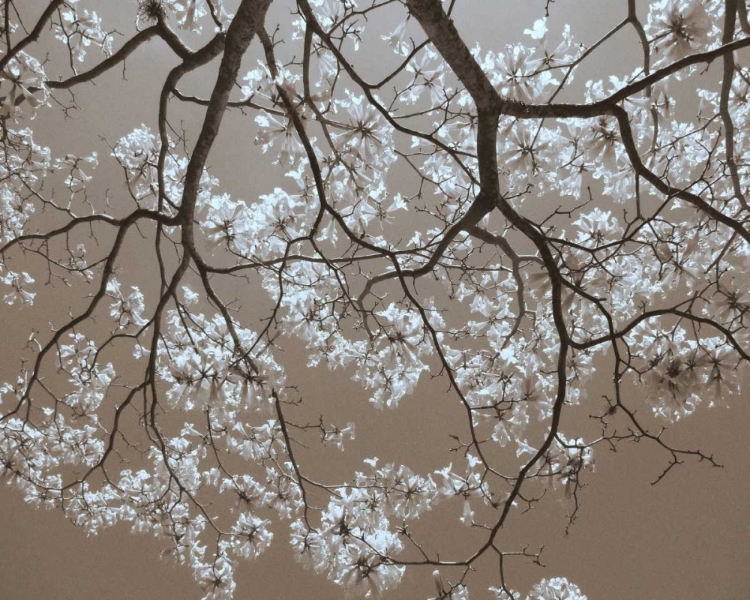 Picture of WHITE BLOSSOMS