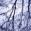 Picture of BRANCHES ON PURPLE