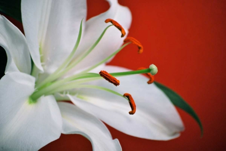 Picture of WHITE LILY