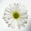 Picture of WHITE DAISY