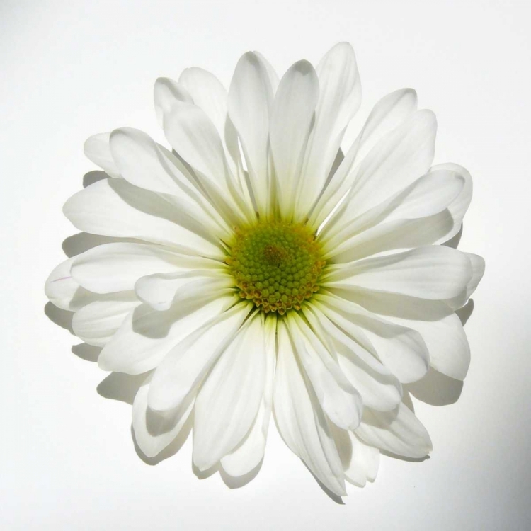 Picture of WHITE DAISY