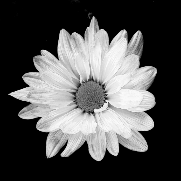 Picture of WHITE DAISY