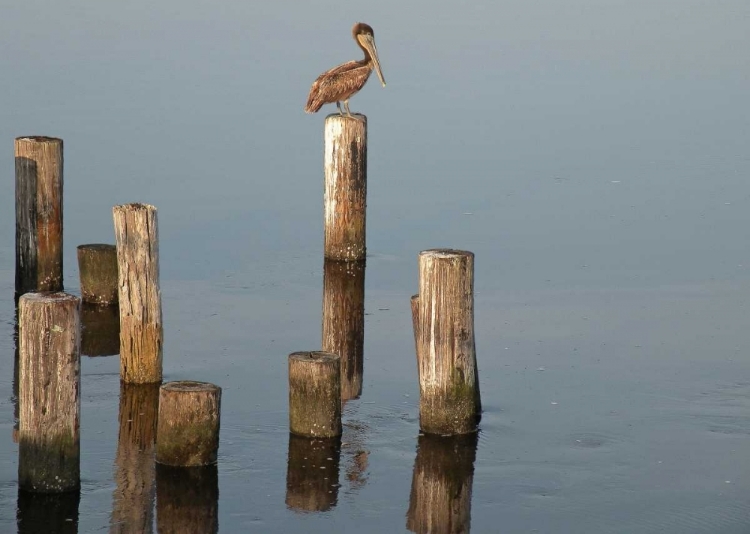 Picture of PELICAN I