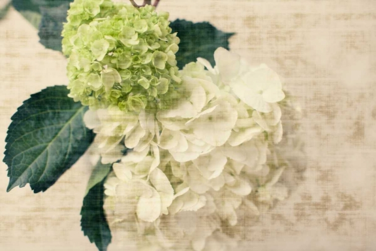 Picture of HYDRANGEAS I