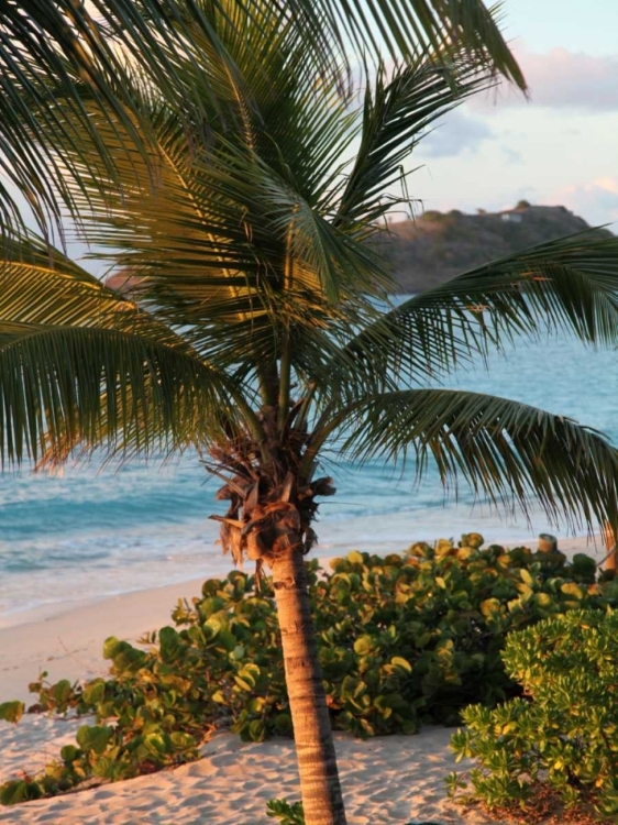 Picture of SUNSET PALMS I