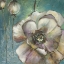 Picture of BLUE POPPIES II