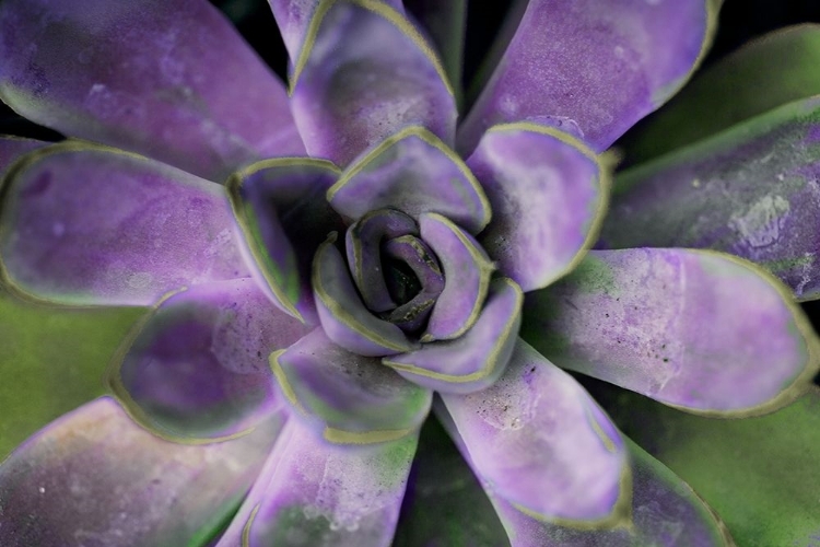 Picture of PURPLE SUCCULENT II